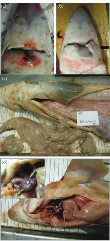 Fig. 3. Trawl or gillnet-caught Squalus acanthias showing evidence of prior capture by longline (a) and (b) show- show-ing various stages of healshow-ing of jaws; (c) hook in body cavity (N.B