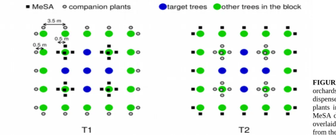 FIGURE 1  Treated block of 25 trees in  orchards:  spatial  arrangement  of  MeSA  dispensers  and  C. officinalis  companion  plants  in  T1-  and  T2-treated  orchards