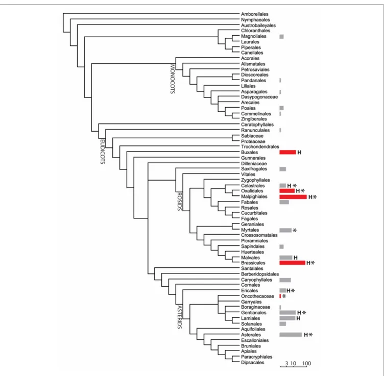 FIGURE 1 | Phylogenetic distribution of nickel hyperaccumulators using APG III classification