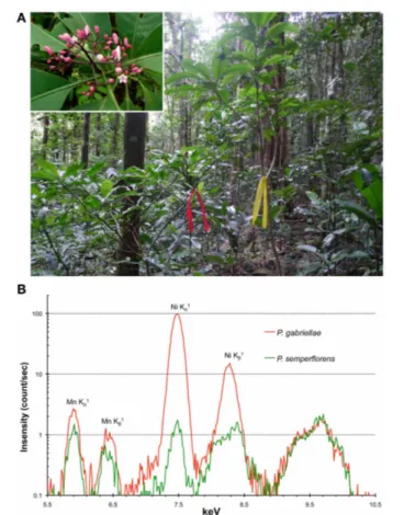 FIGURE 2 | Psychotria gabriellae and Psychotria semperflorens as a model system to study nickel hyperaccumulation