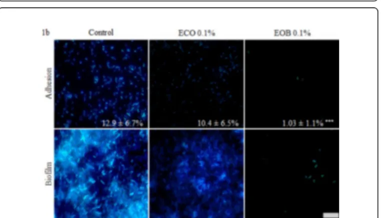 Figure 2: Fluorescence microscopic visualisation of PAO1 attached cells  in  different  conditions  (2a)  and  corresponding  relative recovery percentage (2b)