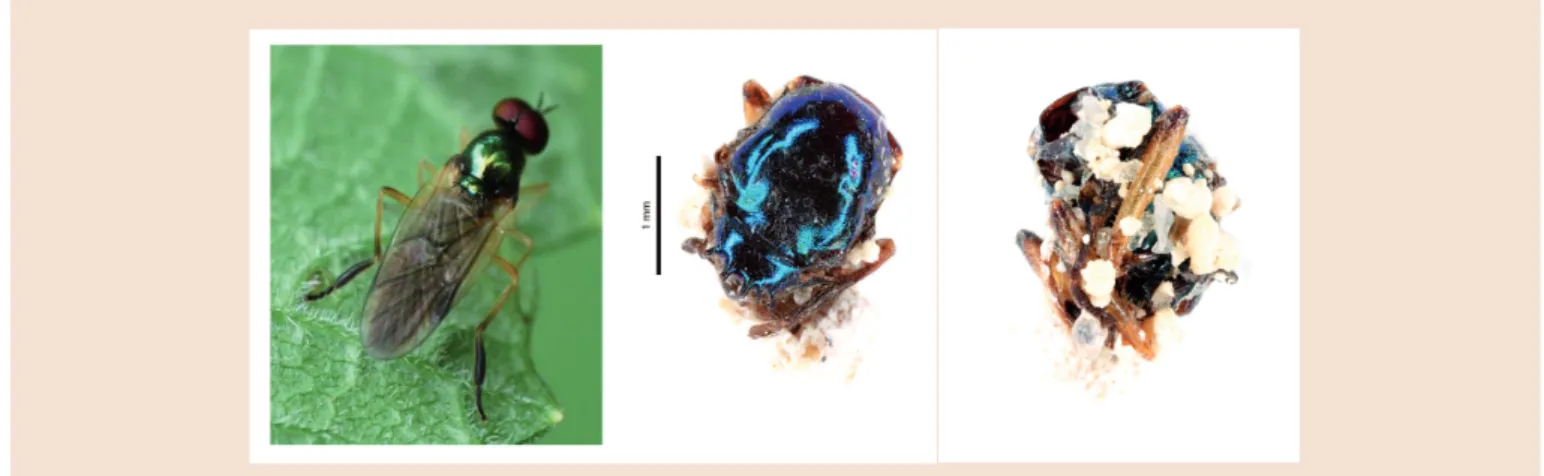 Tab. 25 - Exemple simpliﬁ é de la classiﬁ cation zoologique: (cas de la mouche domestique :  Musca domestica Linnaeus, 1758) 