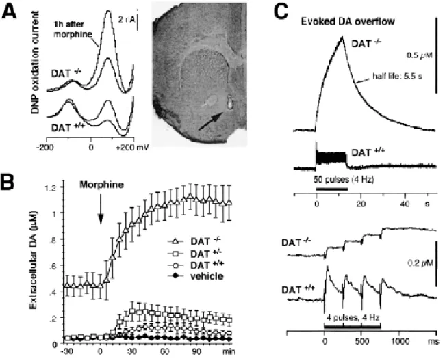 Figure  5. Effect of morphine and of  electrical  stimulation  of  the  medial forebrain  bundle (MFB) on  extracellular  DA  concentration  in  the  shell  of  the  nucleus  accumbens  (AcbSh)  in  DAT+/+, DAT+/-  and  DAT-/- mice