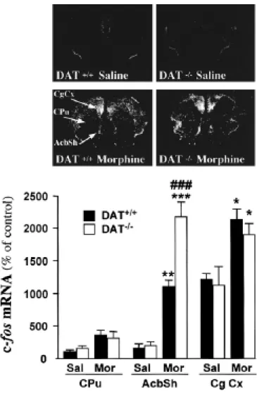 Figure  6. Morphine-induced  c-fos  expression  in  the  brain  of  DAT+/+  and  DAT-/-  mice