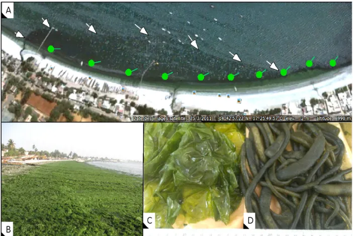 Figure 1: Origin and extent of the main macroalgae recovered from Hann Bay. Aerial view of the wastewater pollution  (white arrows) resulting in the macroalgae proliferation (green circles with lines) in Hann Bay investigated in this study (A); 
