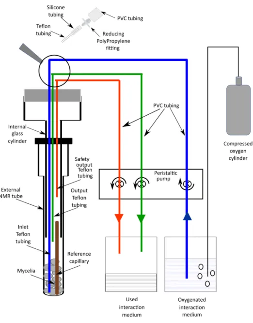 Figure 1. Scheme of the device used for in vivo  31 P NMR measurements 