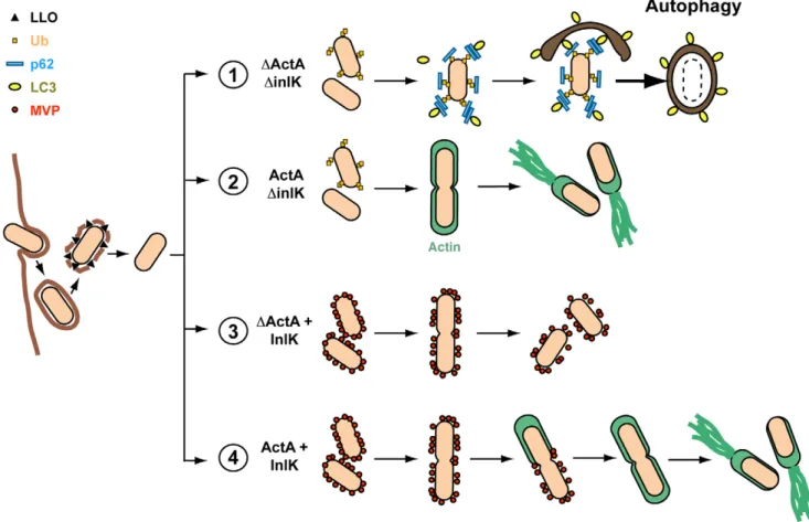 Figure 7. Model for escape of autophagic recognition for L. monocytogenes expressing InlK