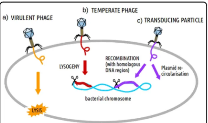 Fig. 1 Infection and injection of DNA carried by phages or transducing particles into a bacterial cell