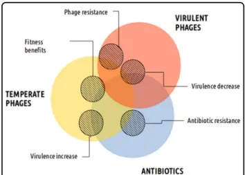 Fig. 2 Relative effect of temperate, virulent phages and antibiotics (colored circles) on different bacterial traits as represented by the position of the circles (hatched circles)