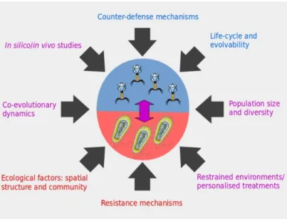 Figure 1. Different factors to consider in phage therapy applications in order to ensure the durability of the strategy against pathogenic bacteria