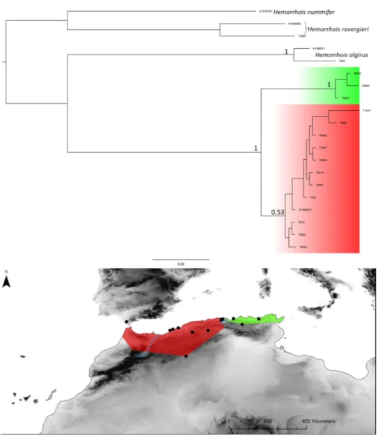 Fig 5. Hemorrhois hippocrepis Bayesian inference phylogenetic tree and geographic distribution of deep clades.
