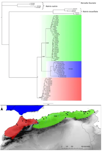 Fig 6. Natrix maura Bayesian inference phylogenetic tree and geographic distribution of deep clades.