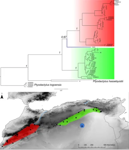 Fig 8. Ptyodactylus oudrii Bayesian inference phylogenetic tree and geographic distribution of deep clades