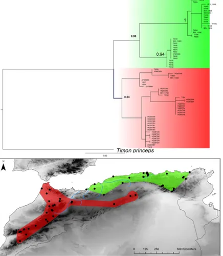 Fig 9. Bayesian inference phylogenetic tree and geographic distribution of deep clades