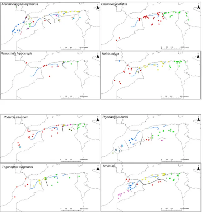 Fig 1. Geographic distribution of the reptiles’ genetic lineages delimited by ABGD program