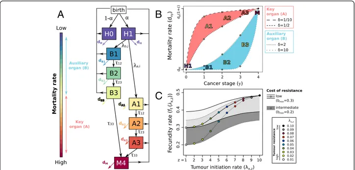 Fig. 2 (a) A schematic representation of the population-scale model, (b) the influence of cancer stage on the mortality rate of individuals for different values of lethality δ in the key and the auxiliary organs, and (c) the influence of cancer resistance 