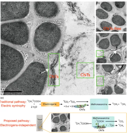 Fig. 5. Surface-associated carbon nanotubes (CNTs)  strengthened  acetoclastic  methanogenesis  of  M