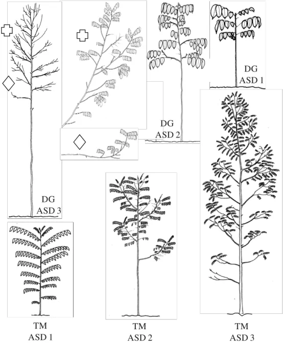 Figure 1. Stages of architectural development (ASD) of Dicorynia guianensis (DG) and Tachigali melinonii (TM): ASD1: saplings with un- un-branched main stem; ASD2: saplings with sparsely branched main stem (order 2 axes remain un-branched); ASD3: immature 