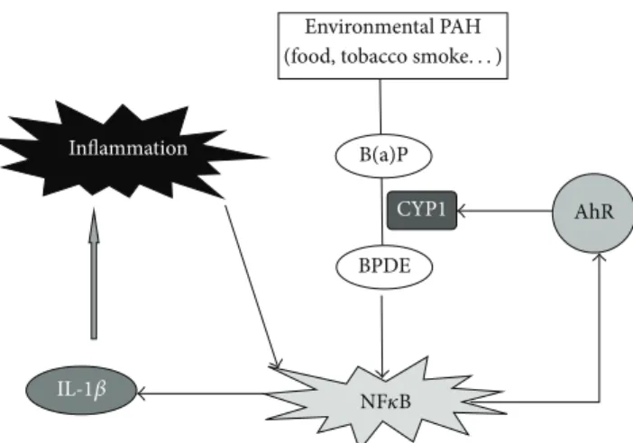 Figure 6: Hypothetical role of the AhR pathway in the development of inflammatory bowel disease after exposure to environmental PAH