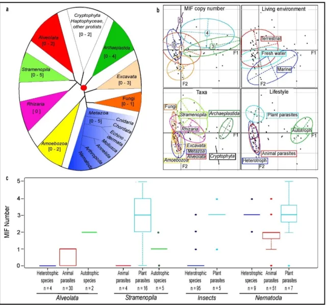 Figure 1. Analysis of MIF distribution across eukaryotic kingdoms. (a) Rooted phylogenetic tree of  eukaryotic kingdoms according to Burki et al., 2014