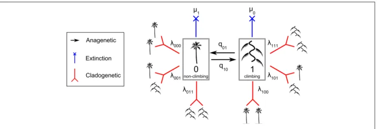 FIGURE 1 | The Cladogenetic State Speciation and Extinction model (ClaSSE) as implemented in this study for climbers and non-climbers in palms