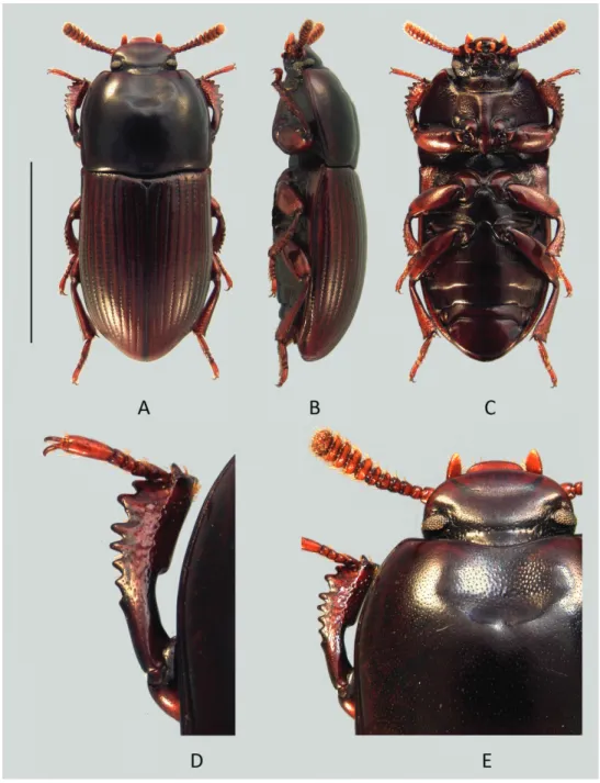 Figure 5. Uloma condaminei: A habitus (dorsal view) B habitus (lateral view) C habitus (ventral view)  D anterior tibia (upper face) E head (dorsal view)