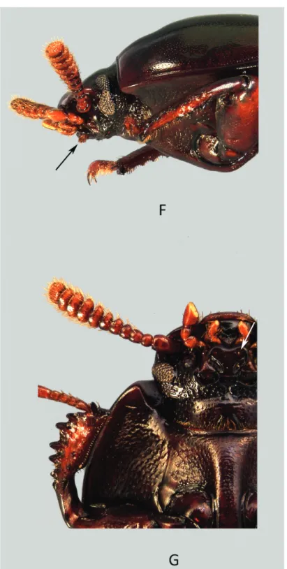 Figure 6. Uloma condaminei: F forebody (lateral view) G forebody (ventral view). The arrows show the  apical hair tufts on the mentum.