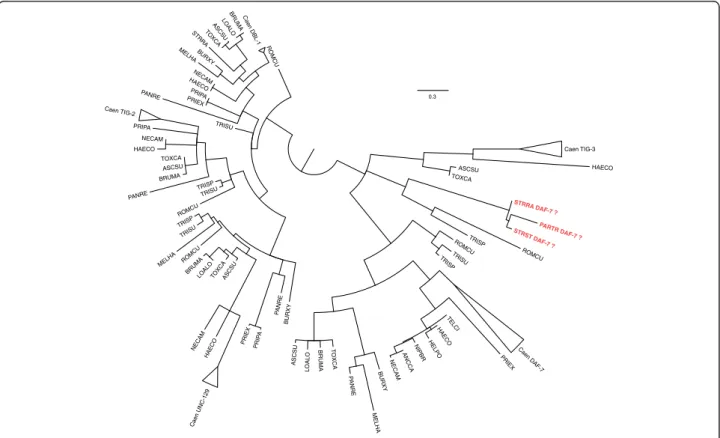 Fig. 4 Phylogenetic reconstruction of nematode homologues to C. elegans TGF- β genes. Branches with less than 50 % bootstrap support have been left unresolved