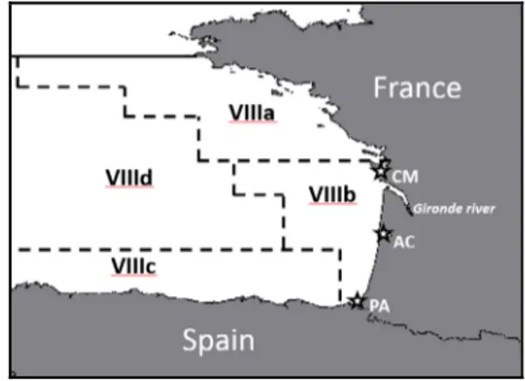 Fig. 1. Map of the Bay of Biscay with FAO ﬁshing areas. Stars indicate ﬁ sh auction markets where meagres have been sampled (CM: