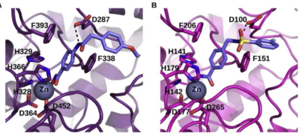 Fig. 3. Docking of two inhibitors in the models of two TgHDACs. Model of S7W8W1 from T