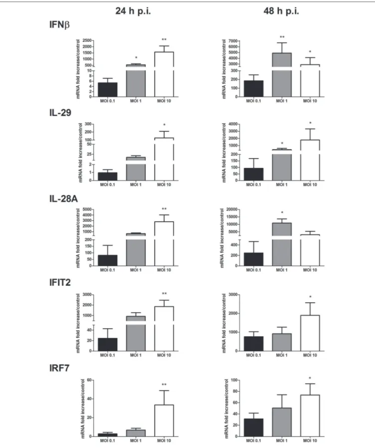 FIGURE 2 | IFN and ISG mRNA expression in response to keratinocyte infection by WNV. IFNβ, IL-29, IL-28A, IFIT2, and IRF7 mRNA expression in human primary keratinocytes infected with WNV for 24 and 48 h, at MOI of 0.1, 1, and 10