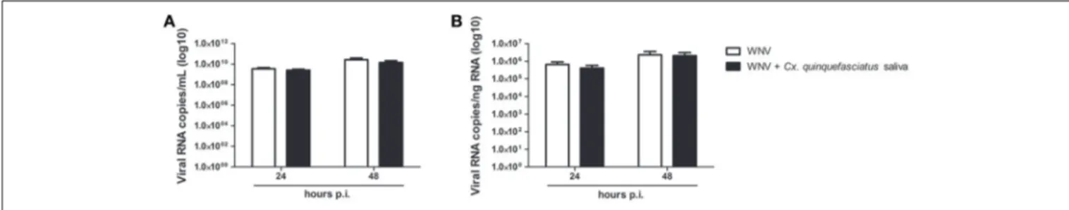 FIGURE 7 | Effect of 0.5 µg/L of Culex quinquefasciatus saliva on WNV replication. Viral loads were determined in cell supernatant (A, in log10 viral RNA copies/mL) and in cell lysates (B, in log10 Viral RNA copies/ng RNA) from infected keratinocytes