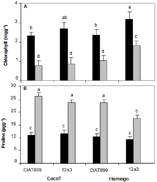 Figure  6.  Effect  of  water  stress  on  chlorophyll  (A)  and  proline  concentration  (B)  of  common  bean  genotypes  CocoT  and  Flamingo  inoculated  with  R