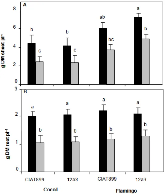 Figure  4.  Effect  of  water  stress  on  shoot  (A)  and  root  dry  mass  (B)  of  common  bean  genotypes  CocoT  and  Flamingo  inoculated  with  R