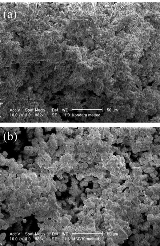 Figure 2  Scanning electron microscopy (SEM) pictures show how phytoliths were effectively melted after combus- combus-tion at 900 C: a) Kandara and b) MSG70