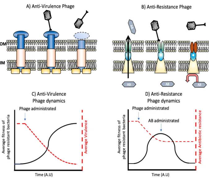 Figure 1. Phage steering of bacterial virulence and antibiotic resistance. Selection  for bacterial resistance to phages at specific targets reduces bacterial virulence (A and  C)  or  antibiotic  resistance  (B  and  D)
