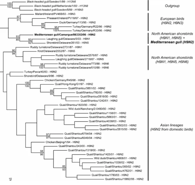 Figure 1.  ML consensus phylogram trees for the HA partial gene sequences, using the GTR+Γ (α=0.42) evolutionary model