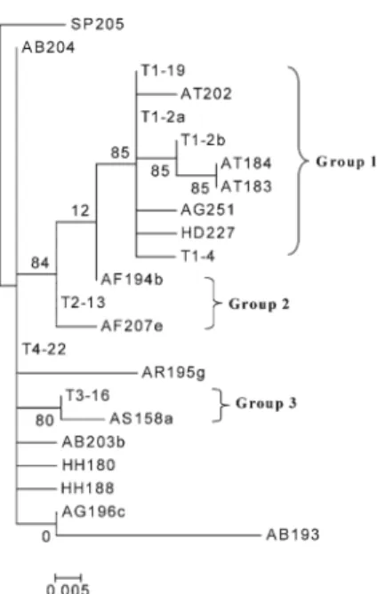 Figure 2. Maximum-likelihood phylogenetic tree of the flanking sequences reconstructed by the program PhyML (Guindon and Gascuel 2003) using the default parameters.