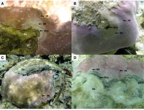 Figure 2 Massive colonies of Porites lutea exhibiting signs of Porites black band disease (PorBBD) at (A) Ravine des Poux, (B) and (C) La Corne, and (D) Trou d’Eau in Reunion Island