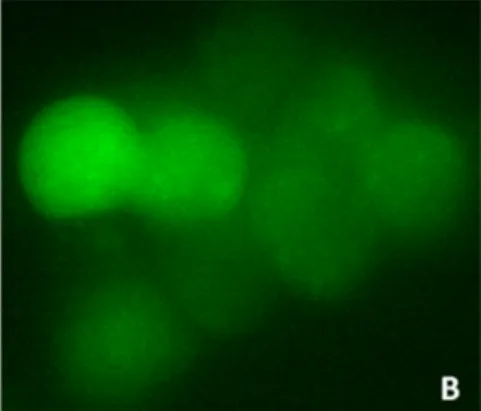 Figure 3 Cellular clones showing persistent expression of GFP after transfection with JcDV-based linear molecules