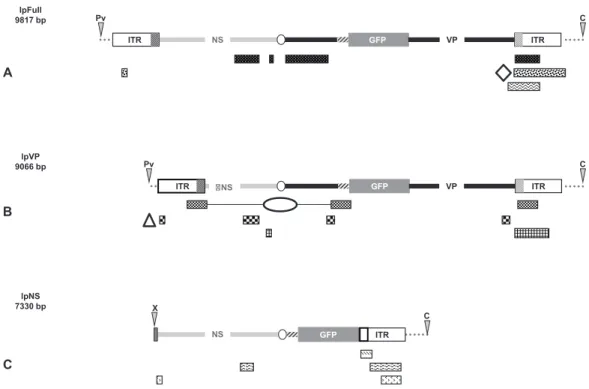 Figure 6 Schematic representation of viral and genomic DNA sequences identified in our experiments