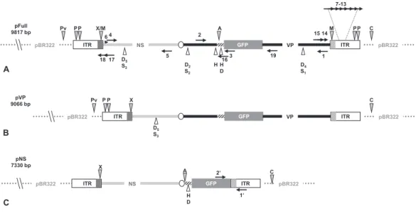 Figure 1 Schematic organization of JcDV-based plasmids used to generate linear sequences for transfection experiments