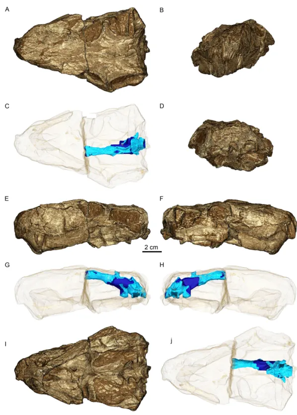 Figure 1 Three-dimensional rendering of GPIT/RE/7124 skull in dorsal (A), anterior (B), posterior (D), lateral left (E) and right (F) and ventral (I) views
