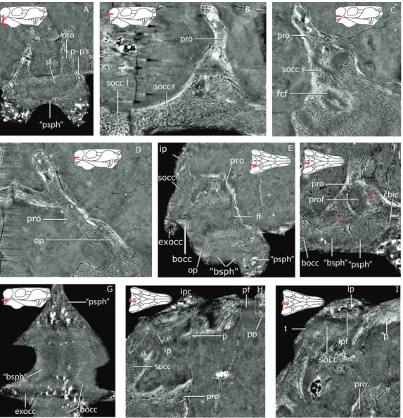 Figure 4 Tomographic slices for GPIT/RE7124. (A) the ‘‘parasphenoid’’-prootic suture (p-p’s) and sellar floor (sf) in a coronal section; (B) the suture between the left and right supraoccipital (socc l and socc r), and the right supraoccipital and prootic 