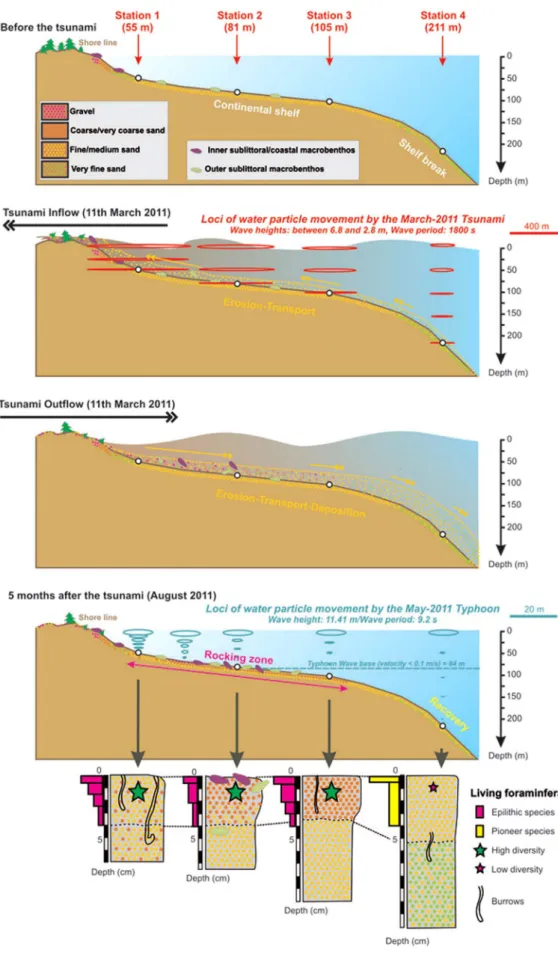 Figure 5 | Conceptual scheme illustrating the benthic marine environments off Shimokita (NE Japan) before, during and after the 2011 To¯hoku-Oki tsunami