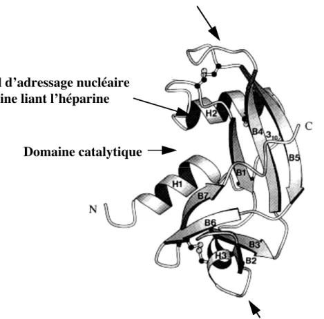 Figure 2. Représentation tridimensionnelle de l’angiogénine . 