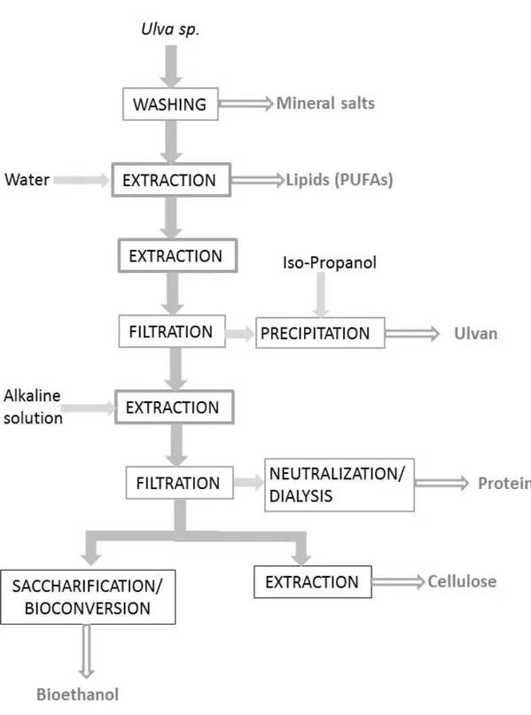 Figure 1. Simplified scheme of a biorefinery process according to final utilizations [83]
