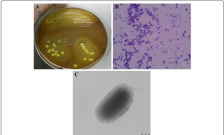 Figure 1 Colonial morphology, gram staining and transmission electron microscopic image of the CF clinical isolate Microbacterium yannicii PS01