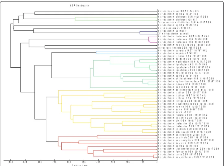 Figure 3 MSP Dendrogram based on different Microbacterium species hierarchy along with other species of the genus Microbacterium (reference spectra obtained from Bruker database) upon the addition of Microbacterium yannicii G72 type strain and CF Microbact