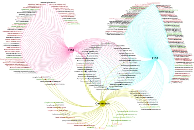 Figure 3.  Total unique fungal OTUs obtained by compiling the OTUs from the amplicon metagenomic  approach (ITS1 and ITS2 datasets) and from fungal species obtained by the culturomic approach